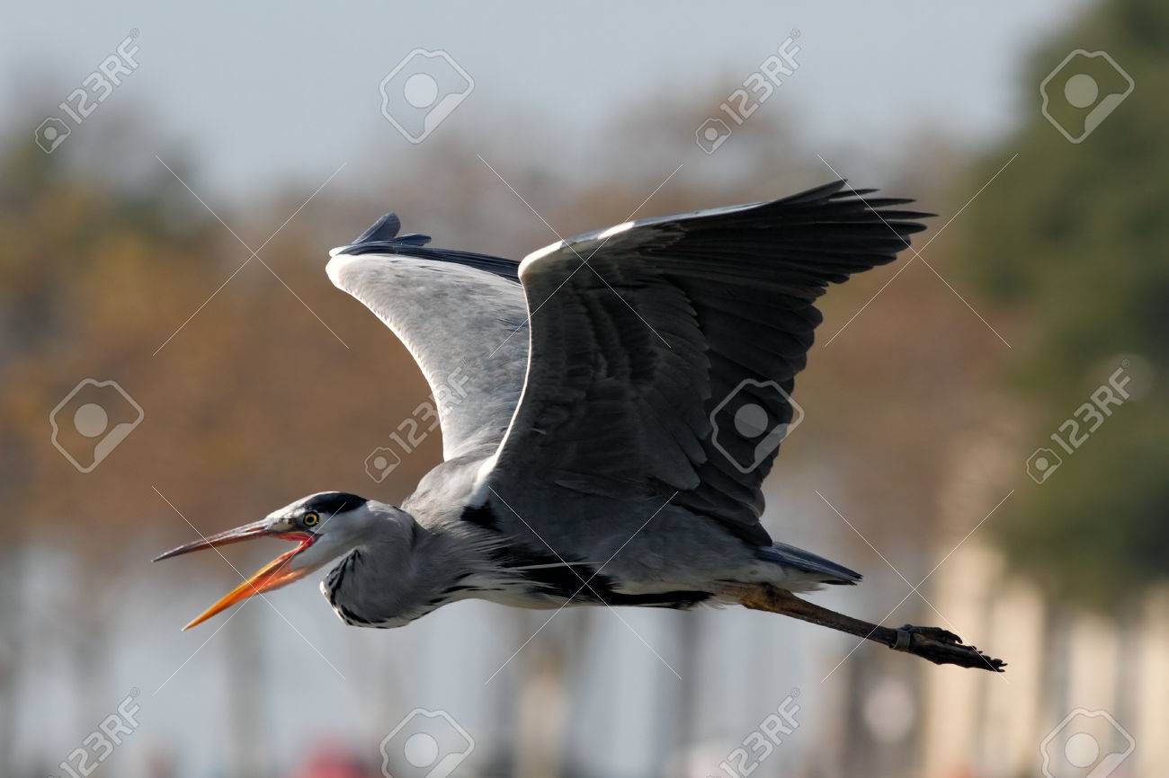 緩めないの鳴き声の起動飛行サギ ポルトガル北部のドウロ川国境 の写真素材 画像素材 Image 緩めないの鳴き声の起動飛行サギ ポルトガル北部のドウロ川国境 の写真素材 画像素材 Image
