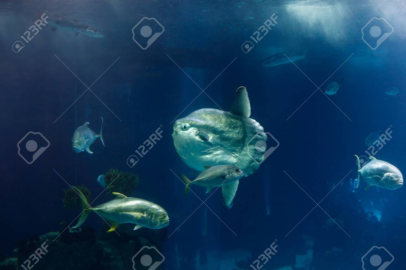リスボン海洋水族館のメイン水槽からポルト ポルトガル 14 年 3 月 3 日 美しいマンボウ の写真素材 画像素材 Image