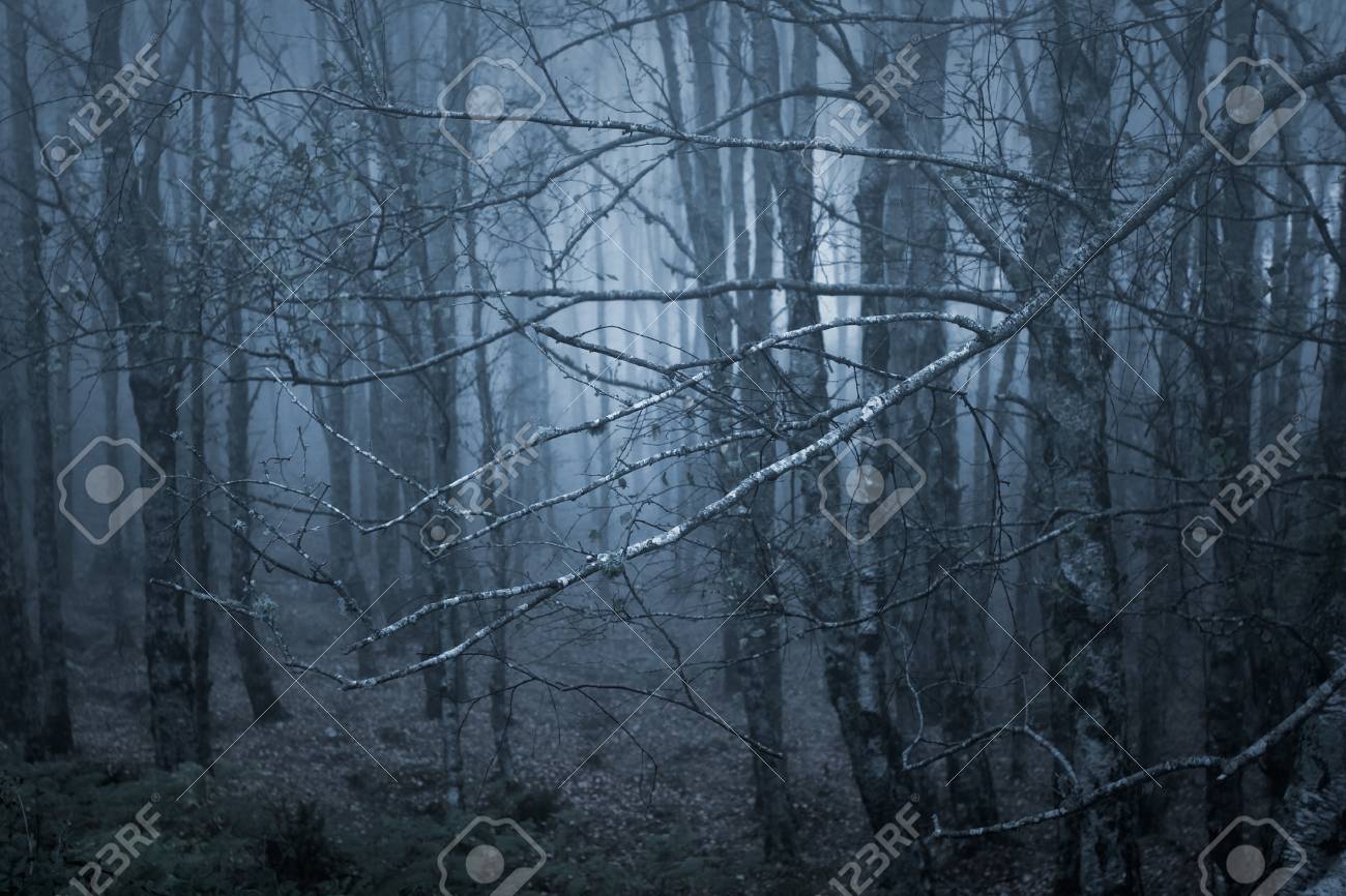 The branches are covered with fog Digital Picture Image JPG