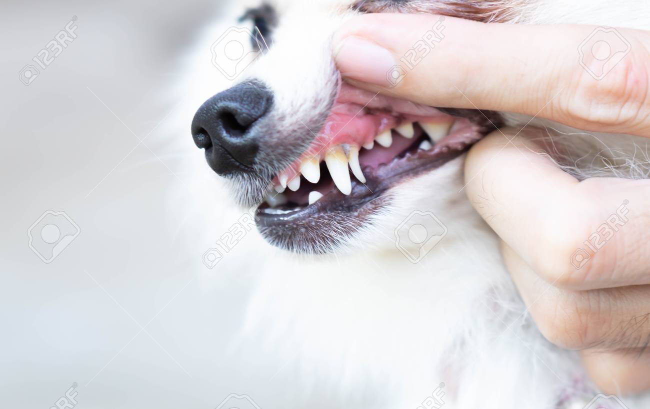 Closeup teeth of pomeranian dog with tartar, pet health care concept, selective focus - 118040574 Closeup teeth of pomeranian dog with tartar, pet health care concept, selective focus - 118040574