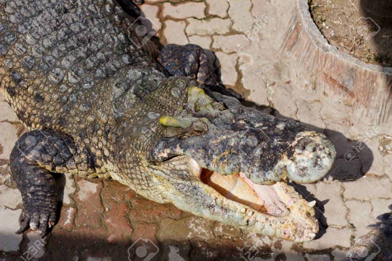 etiam-dictum-ipsum-a-felis