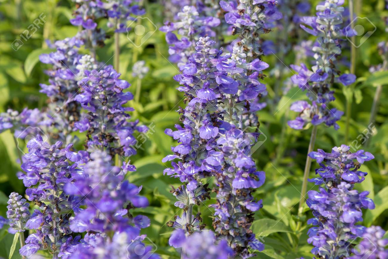 Purple Flowers Purple Salvia Salvia Flowers In The Garden Closeup Salvia Stock Photo Picture And Royalty Free Image Image Purple Flowers Purple Salvia Salvia Flowers In The Garden Closeup Salvia Stock Photo Picture And Royalty Free Image Image