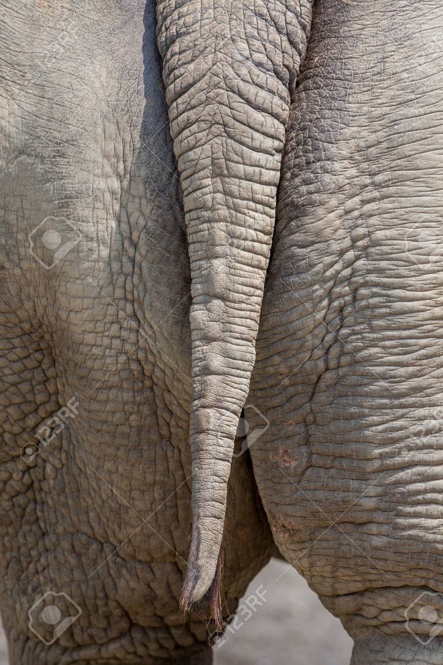 Backside Of Thailand Elephant With Tail And Butt Close Up Of Texture Skin Stock Photo Picture And Royalty Free Image Image 77084775