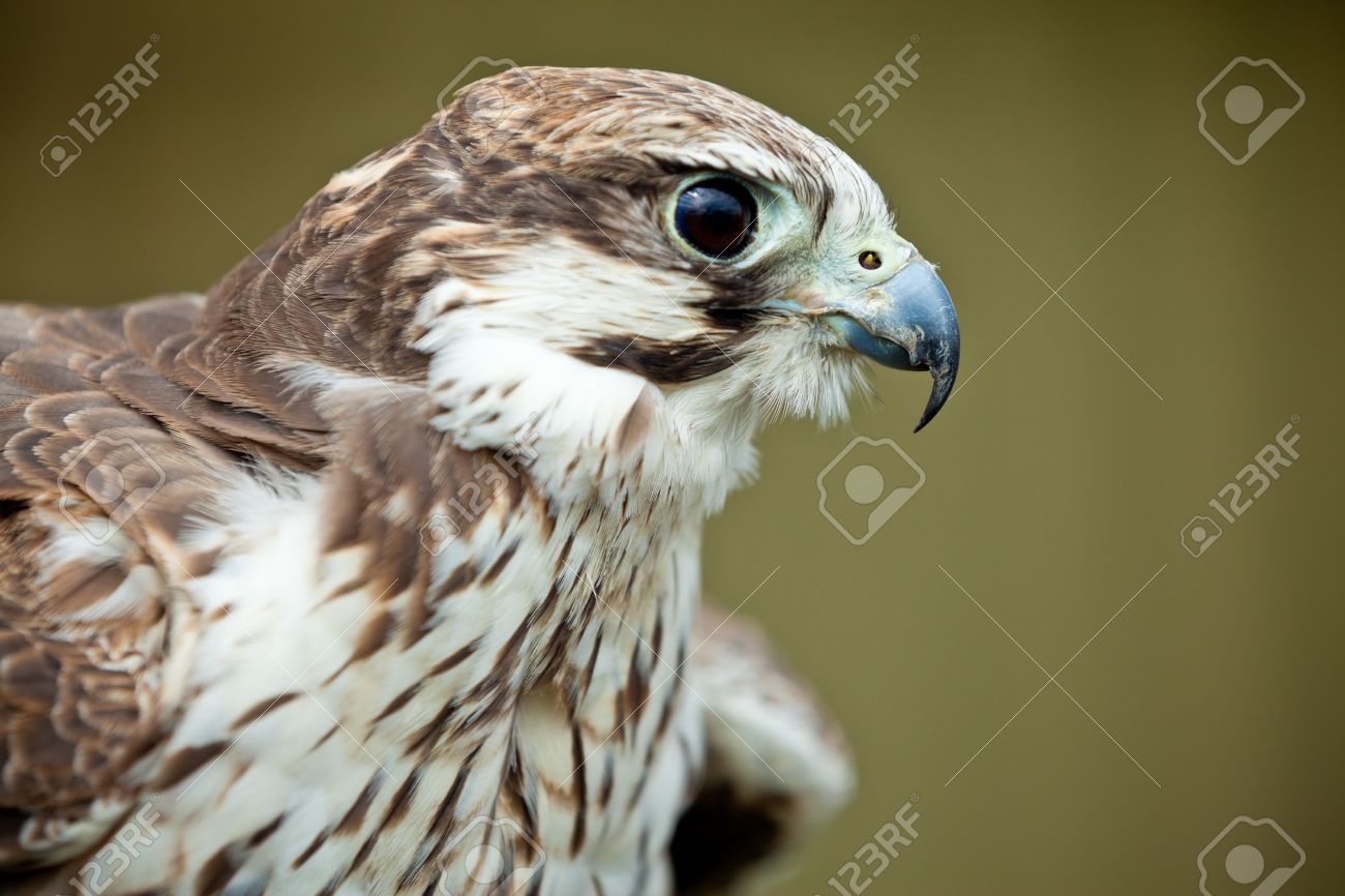 Bird Of Prey Falcon Close Up