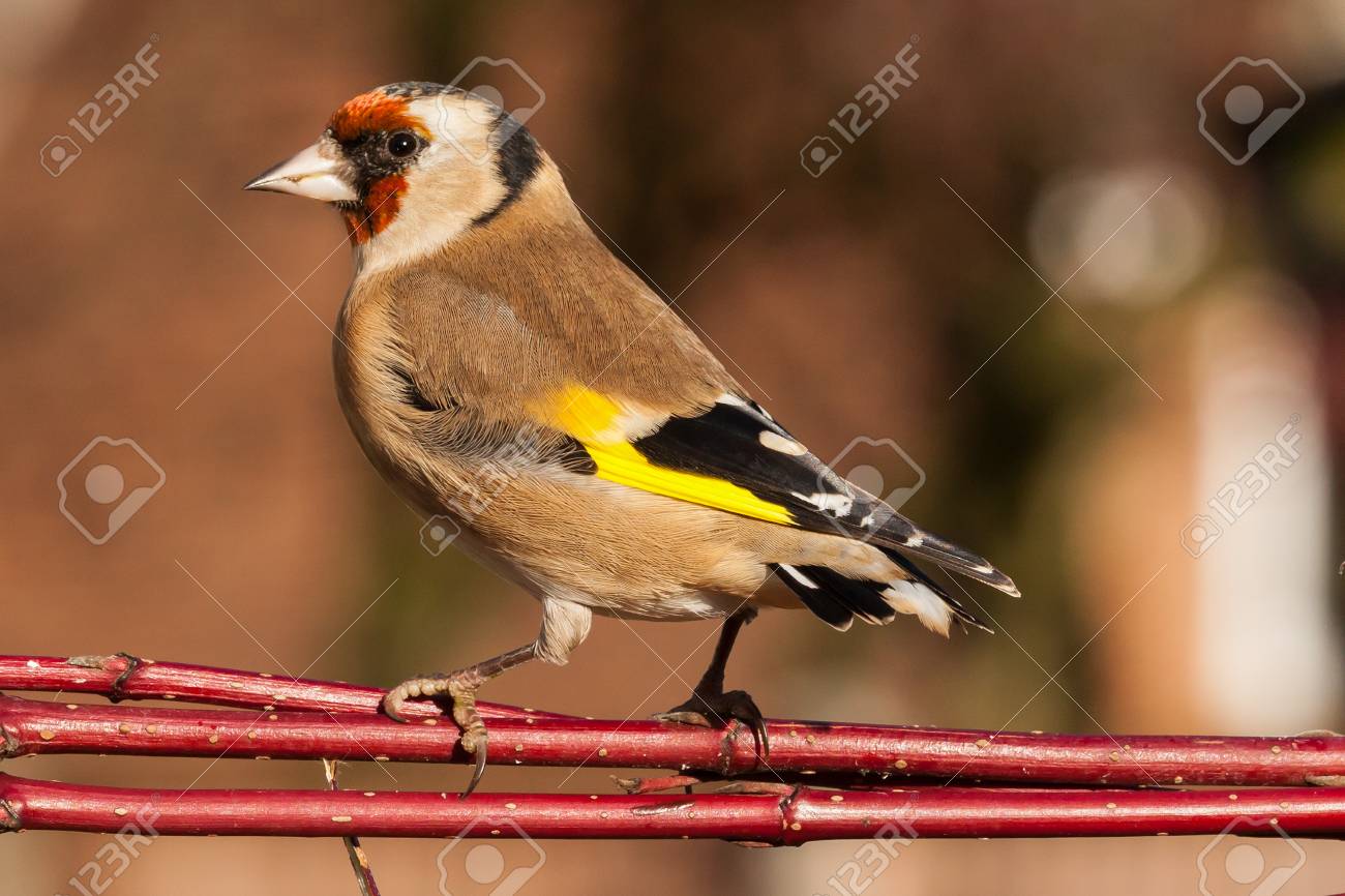 Portrait Doiseau De Chardonneret Sauvage Proche De Leurope également Connu Sous Le Nom Carduelis Carduelis Le Chardonneret A Un Visage Rouge Et Une