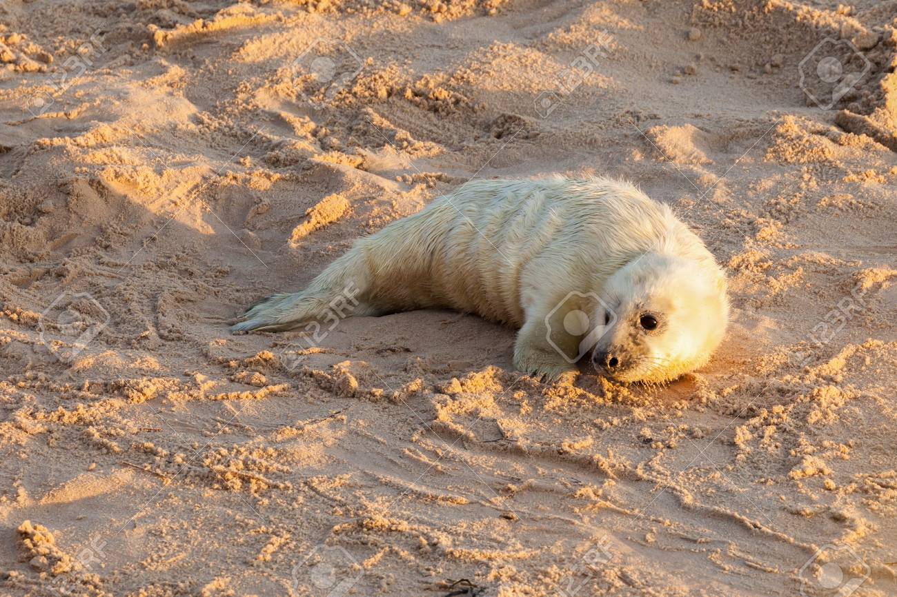 ミイラからの食べ物のために砂浜で待っている白いふわふわのコートを 