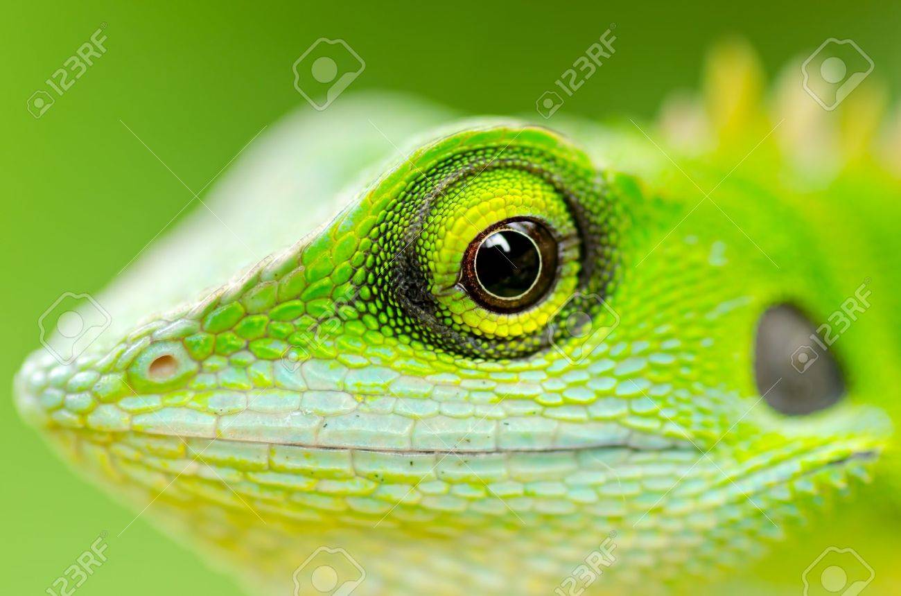 Close Up Green Lizard Eye Stock Photo Picture And Royalty Free
