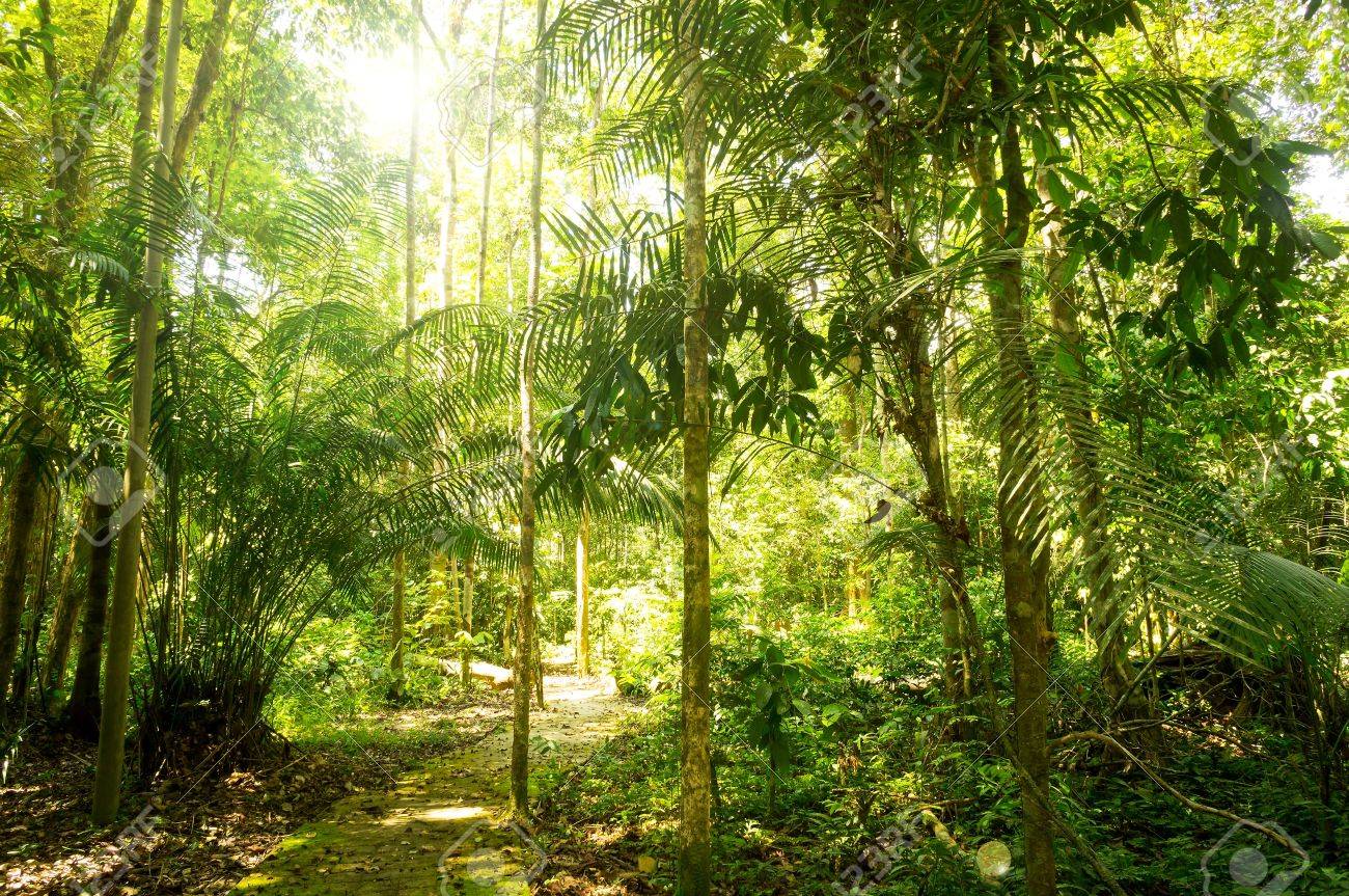Tropical Rainforest With Sunny Light At State Park Kuala Rompin Pahang Malaysia Stock Photo Picture And Royalty Free Image Image 20622177