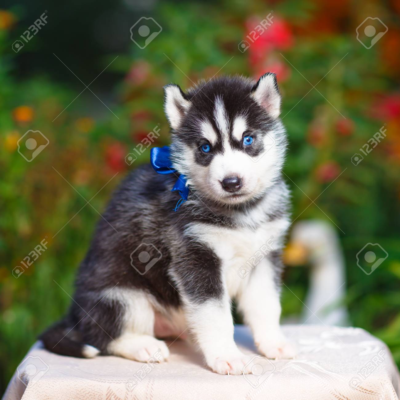 Siberian Husky Puppy With Blue Eyes Stock Photo Picture And Royalty Free Image Image Siberian Husky Puppy With Blue Eyes Stock Photo Picture And Royalty Free Image Image
