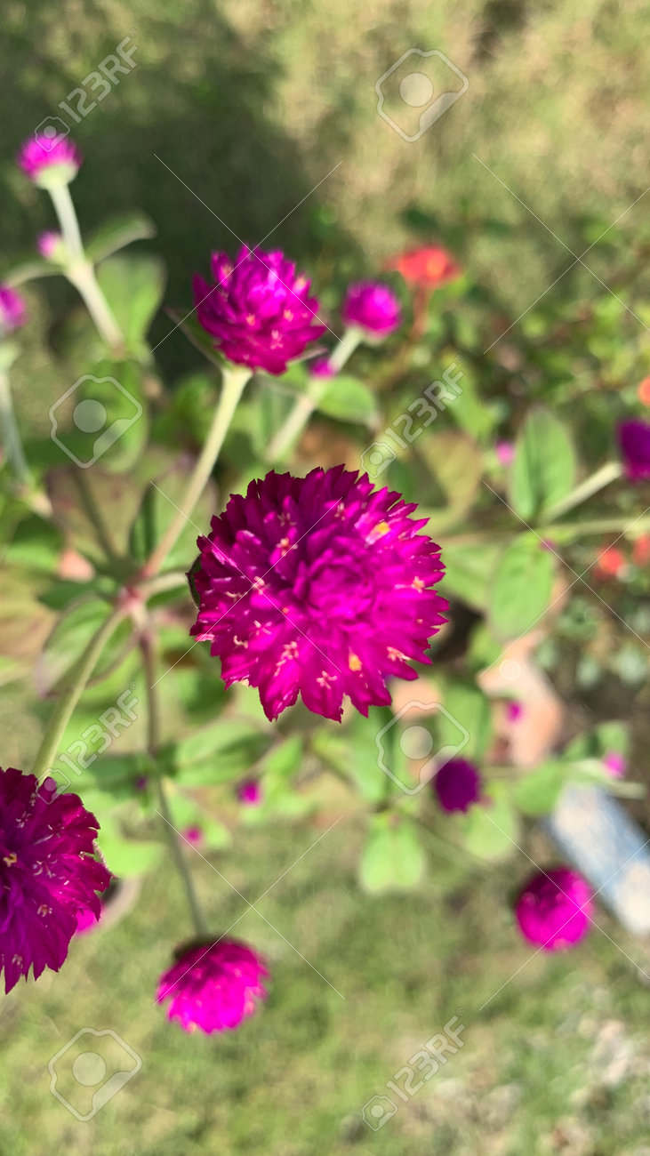 etiam-dictum-ipsum-a-felis