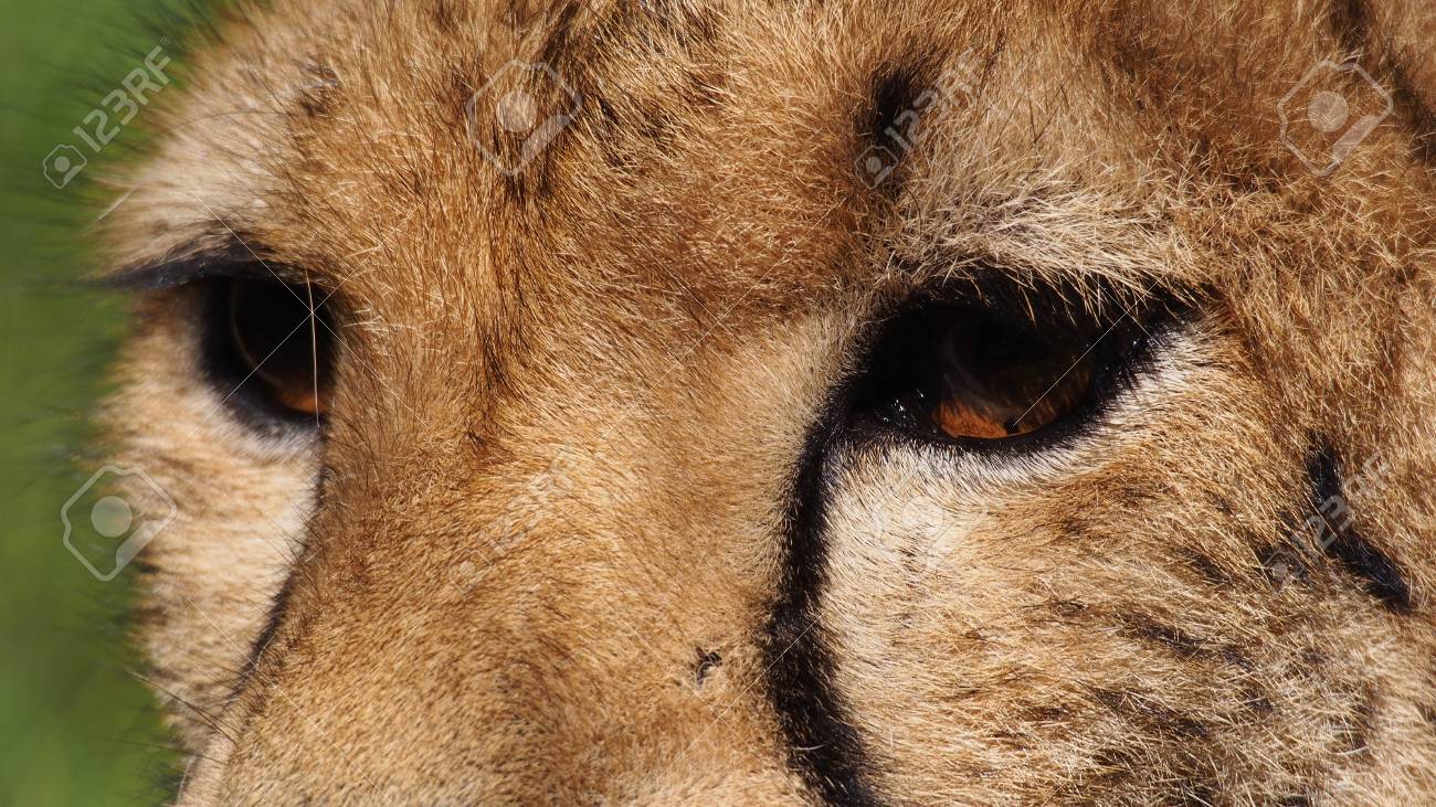 cheetah close up eyes