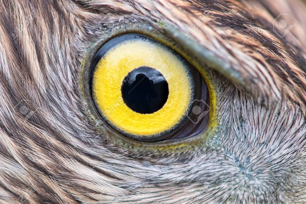 Eagle Eye Close Up Eye Of The Goshawk Stock Photo 93534221 Eagle Eye Close Up Eye Of The Goshawk Stock Photo 93534221