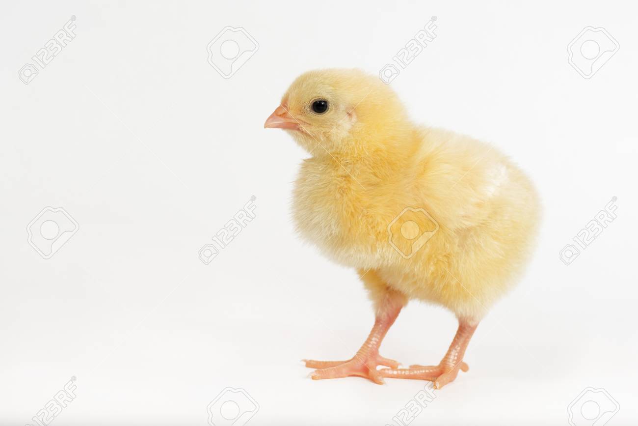 little chicken broiler isolated on white stock photo picture and