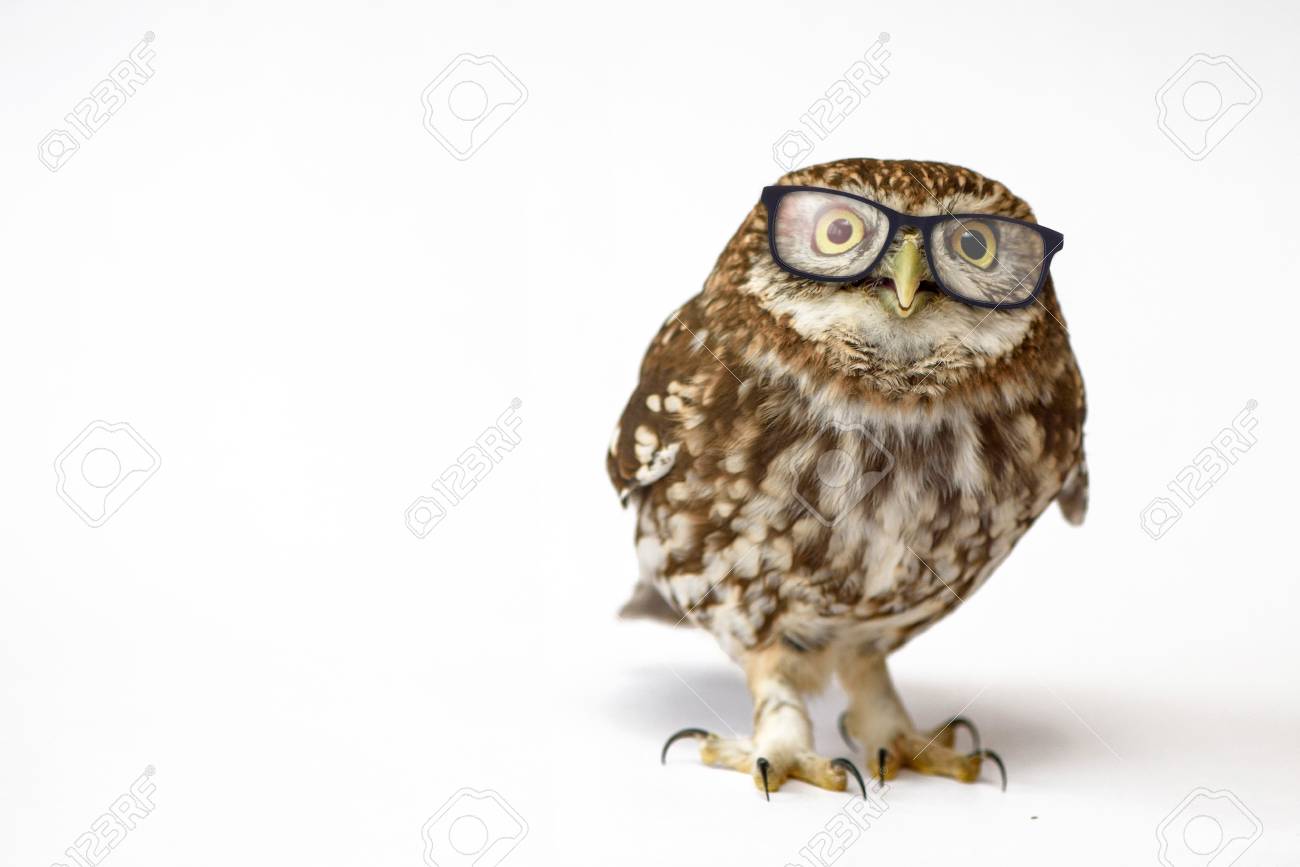 owl wearing glasses