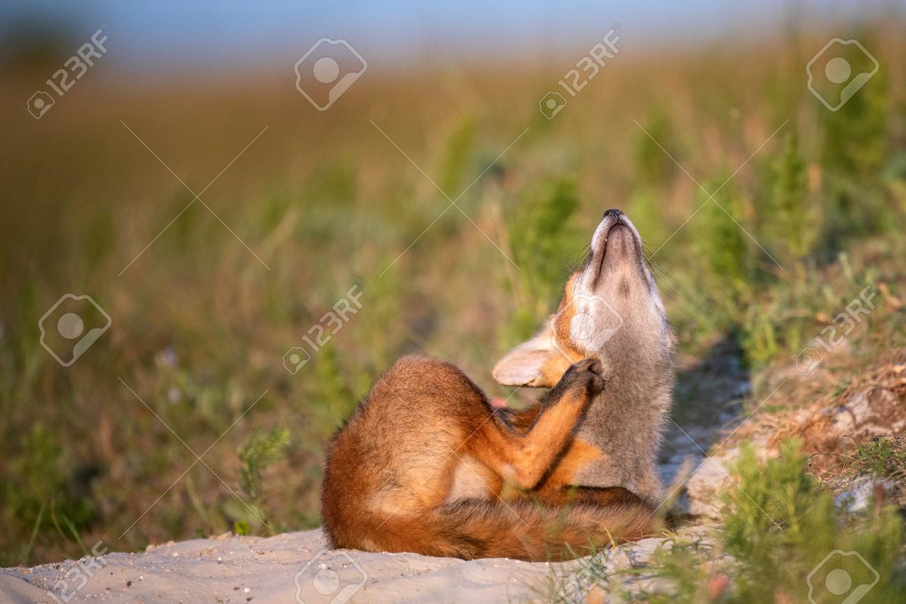 etiam-dictum-ipsum-a-felis