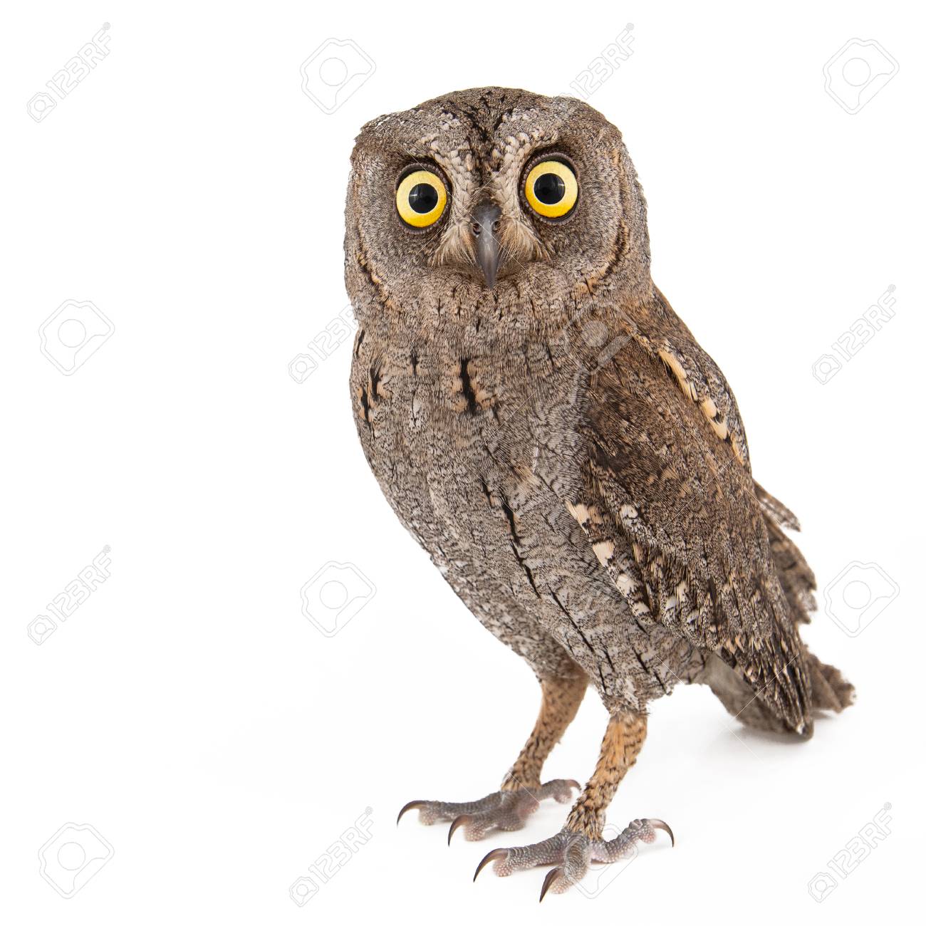 European Scops Owl Otus Scops Isolated On White Background Stock Photo Picture And Royalty Free Image Image
