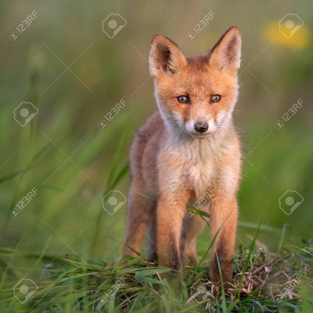 Download Baby Fox Young Red Fox In Grass Near His Hole Stock Photo Picture And Royalty Free Image Image 123897834
