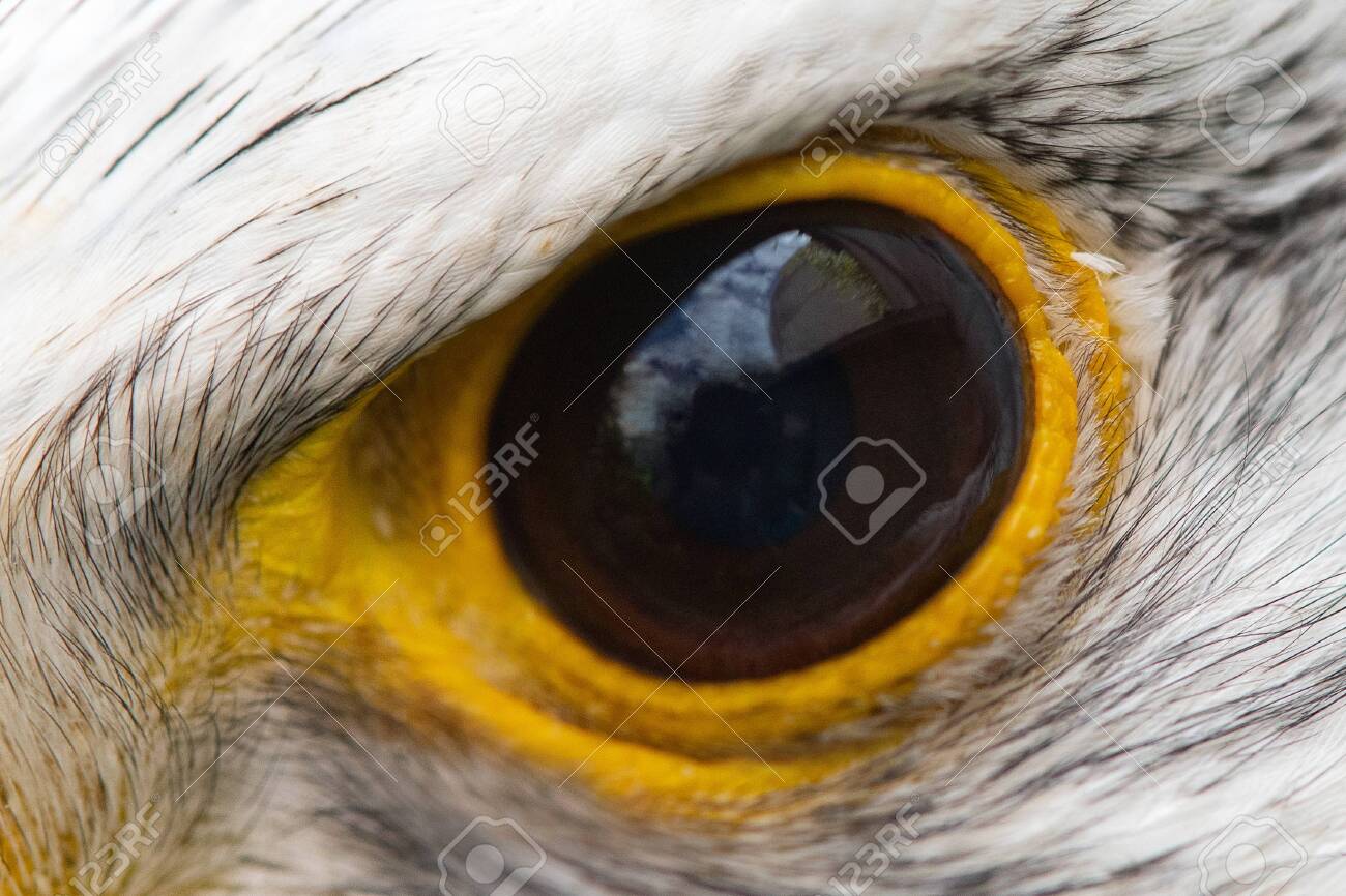 Eagle Eye Close Up Macro Photo Eye Of The Gyrfalcon Falco