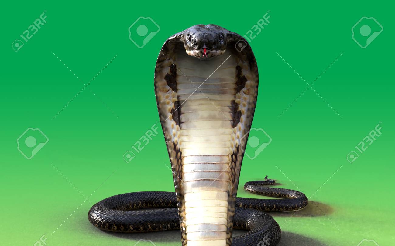 3d Konig Kobra Schlange Auf Grunem Hintergrund Lizenzfreie Fotos Bilder Und Stock Fotografie Image 70098823