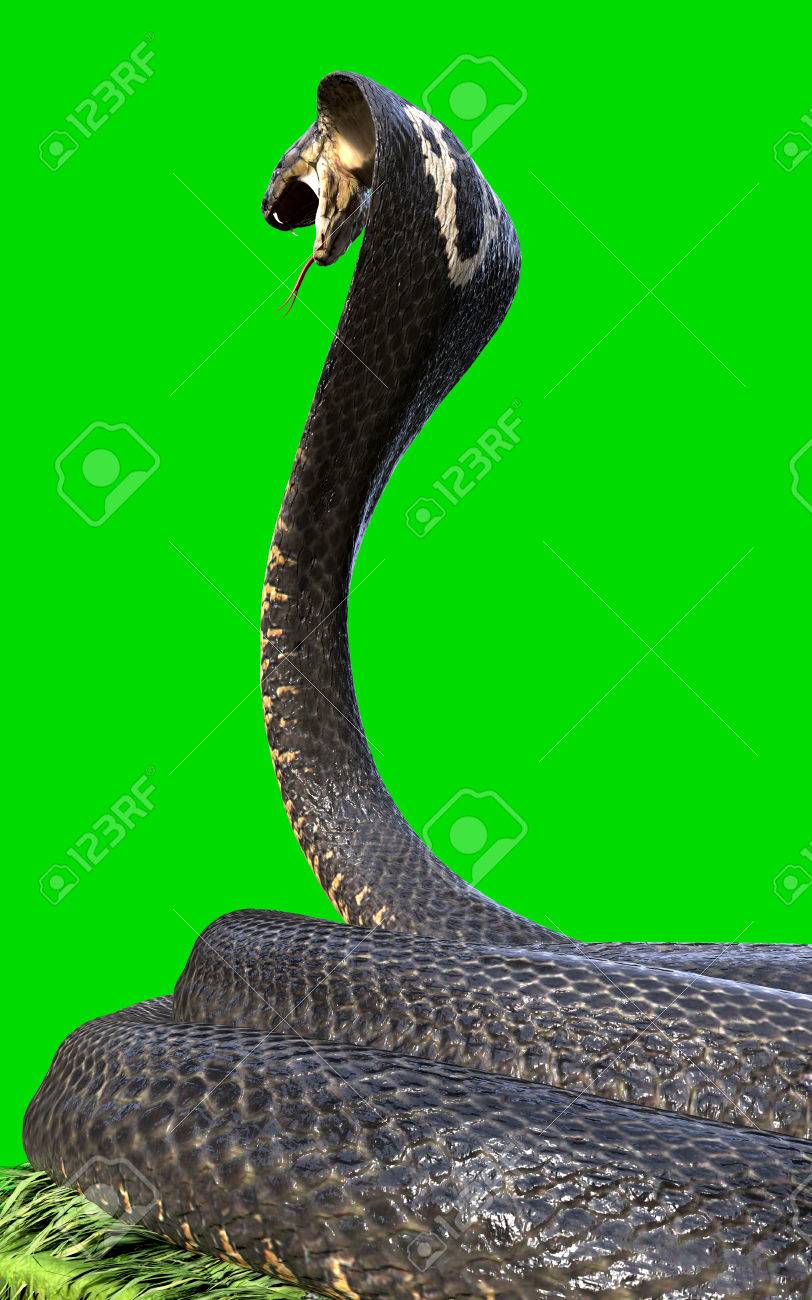king cobra the world s longest venomous snake isolated on green