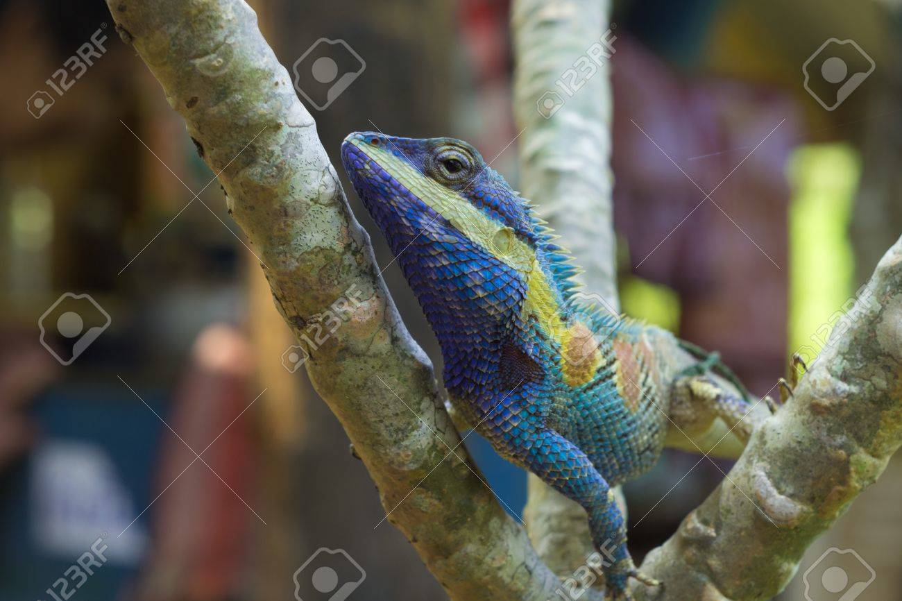 etiam-dictum-ipsum-a-felis