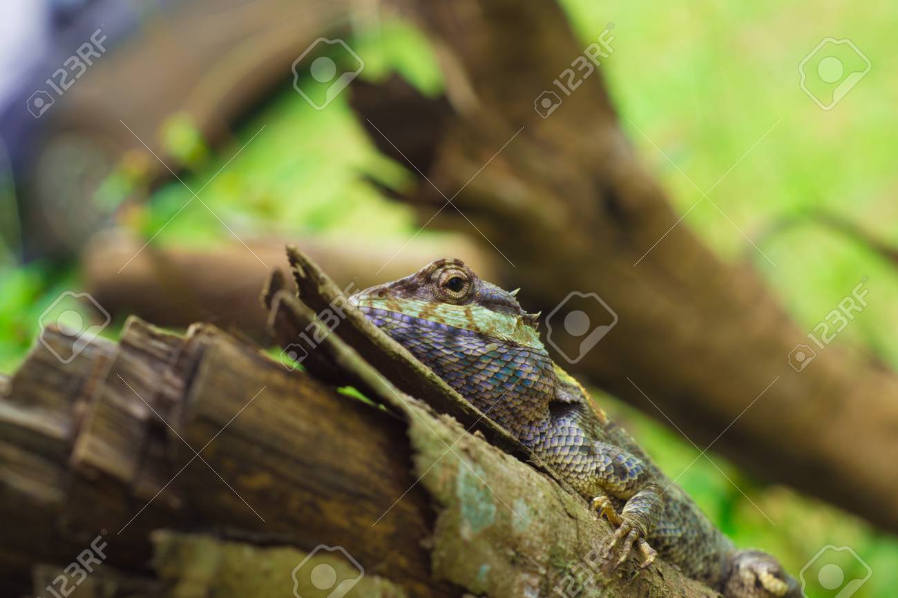 etiam-dictum-ipsum-a-felis