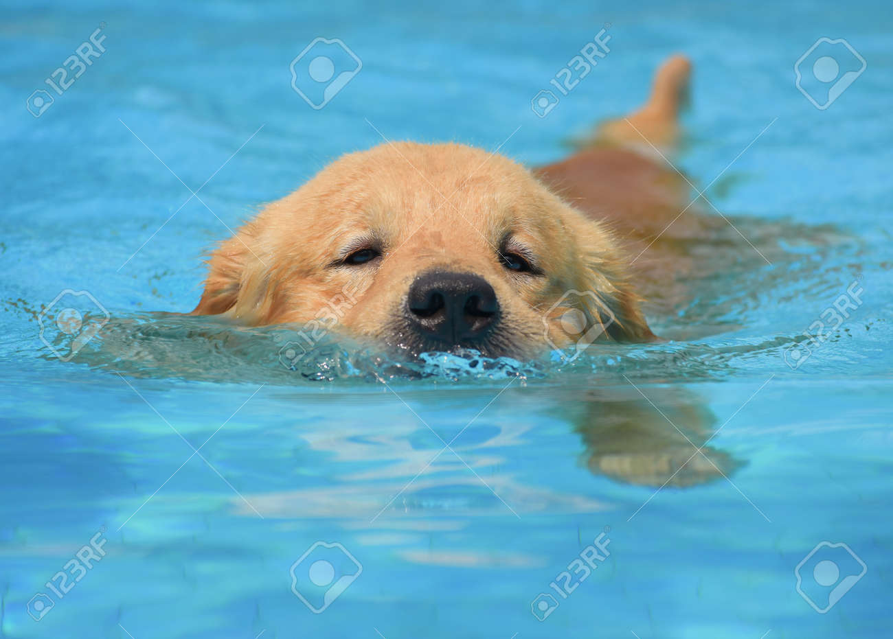 Golden Retriever Puppy Swimming In Swimming Pool Stock Photo, Picture and  Royalty Free Image. Image 169347685., image size:1300x931