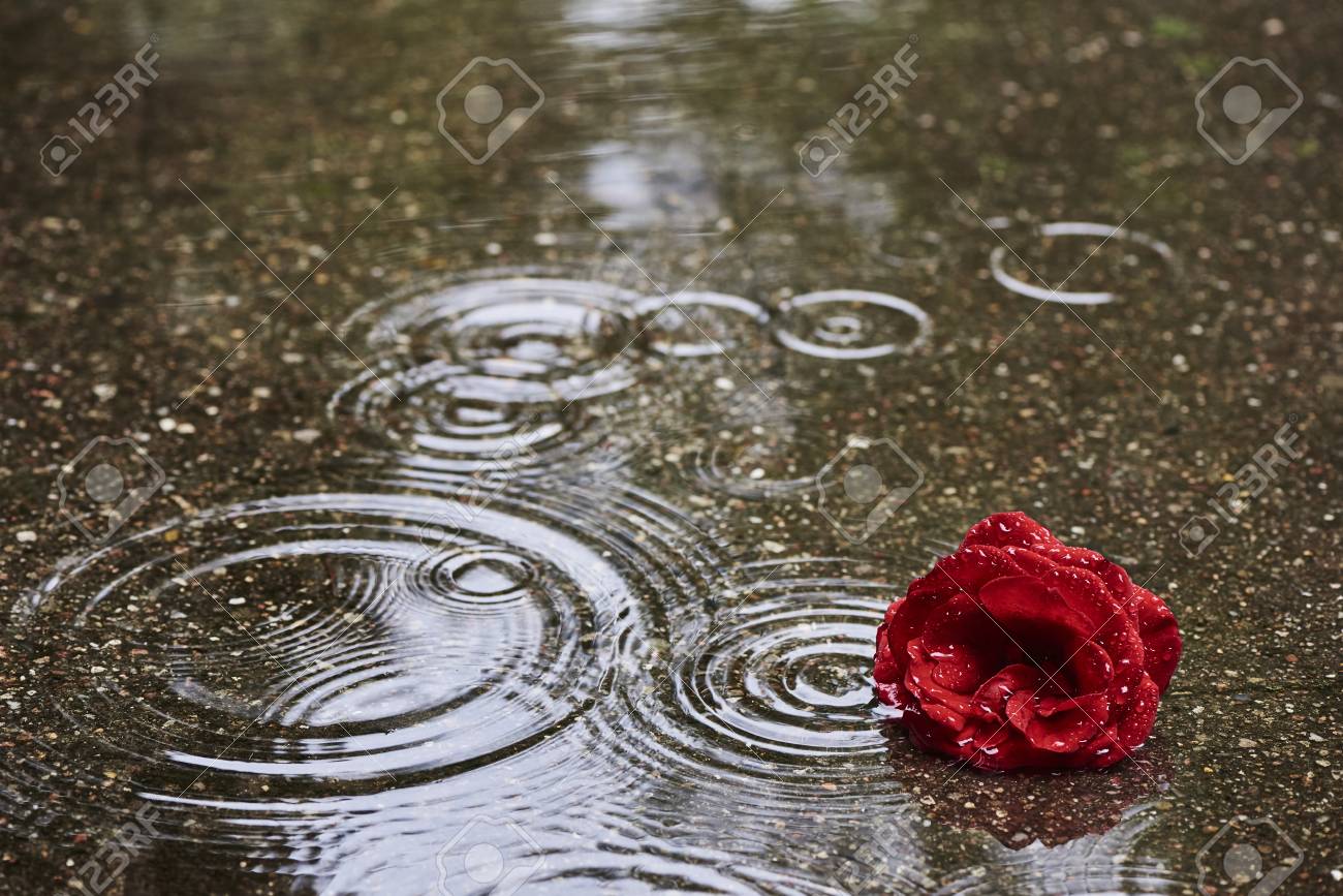 赤いバラの花は水たまりの中の雨の天気です 水たまりには雨粒の円形の波がある の写真素材 画像素材 Image