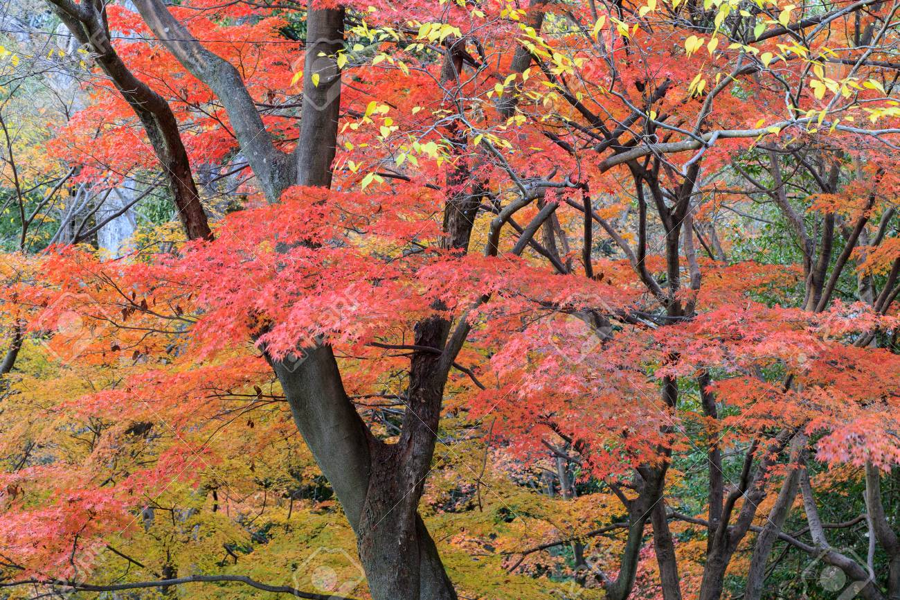 Japanese Maple Tree In Autumn Maruyama Park Kyoto Japan Stock Photo Picture And Royalty Free Image Image