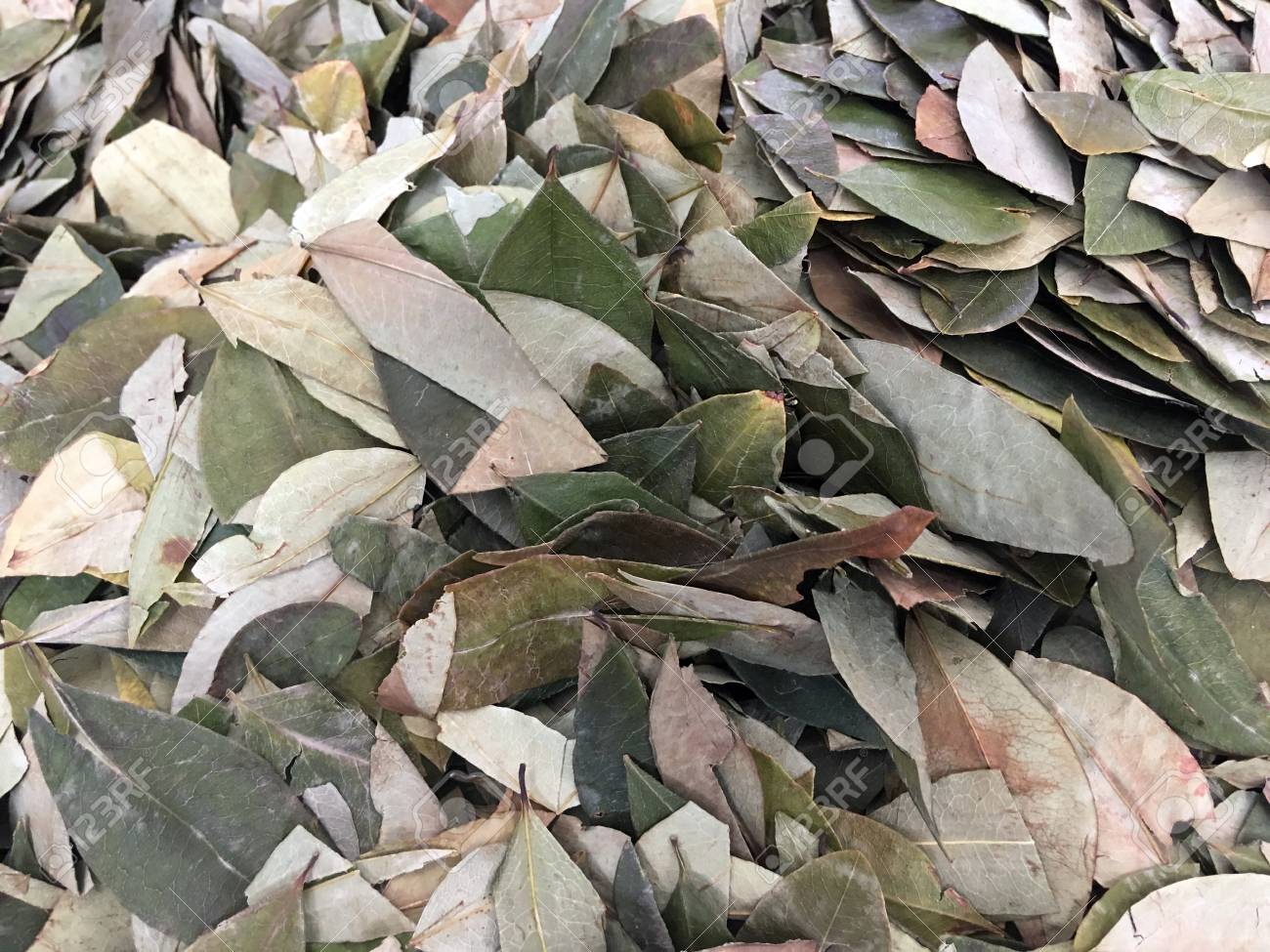 https://previews.123rf.com/images/mrpeak/mrpeak1705/mrpeak170500004/78284211-dried-coca-leaves-as-background-in-peru-coca-leaves-are-drunk-as-tea-or-traditionally-chewed-in-the.jpg