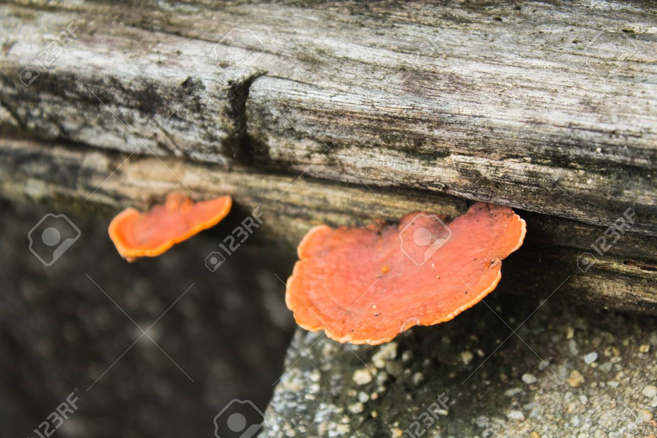 シュタケ の写真素材 画像素材 Image シュタケ の写真素材 画像素材 Image
