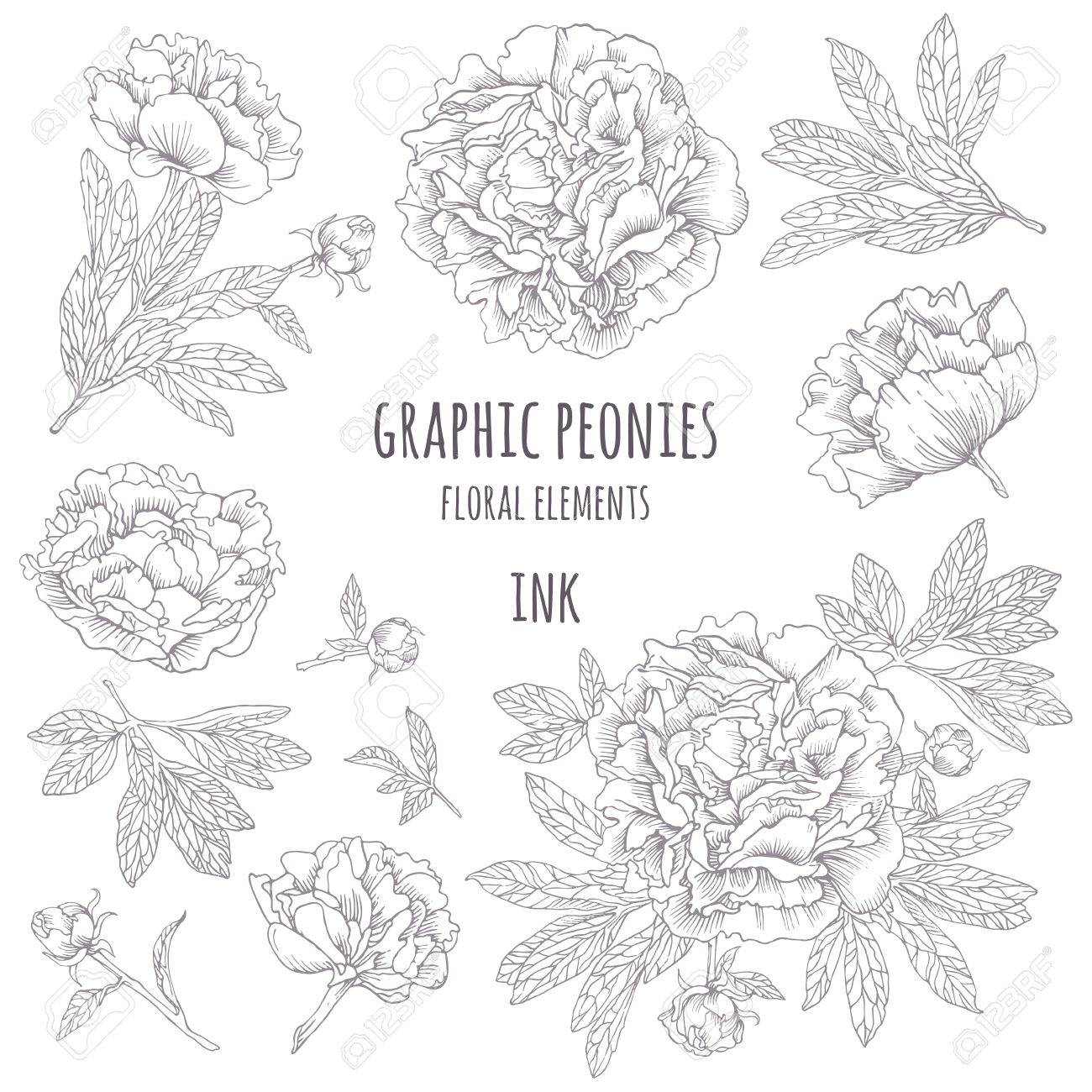 手描きのインクの牡丹 白の背景にベクトル グラフィック花 コレクション輪郭芽葉牡丹です のイラスト素材 ベクタ Image