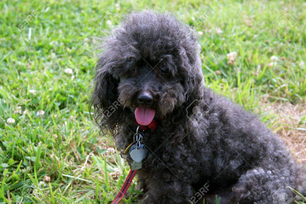 black poodle small