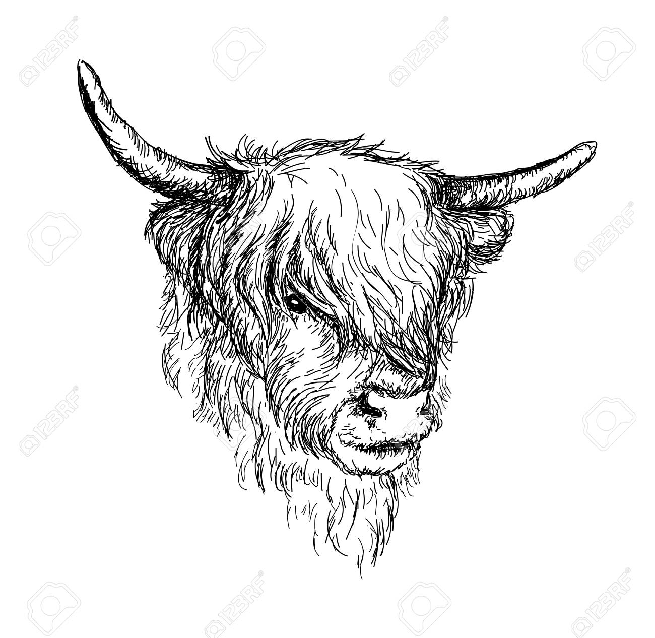 Illustration Of Beautiful Scottish Rural Animal Hairy Cow Hairy