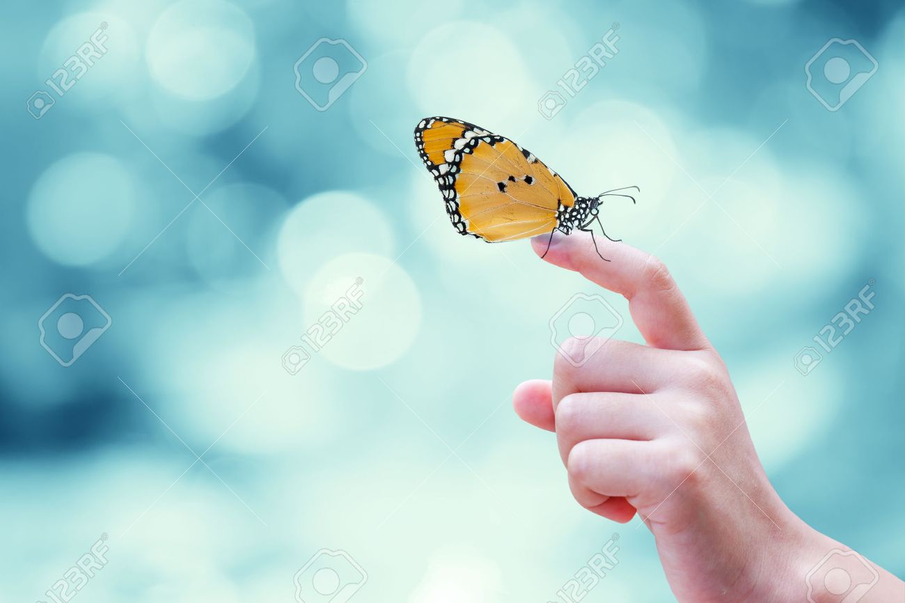free butterfly images