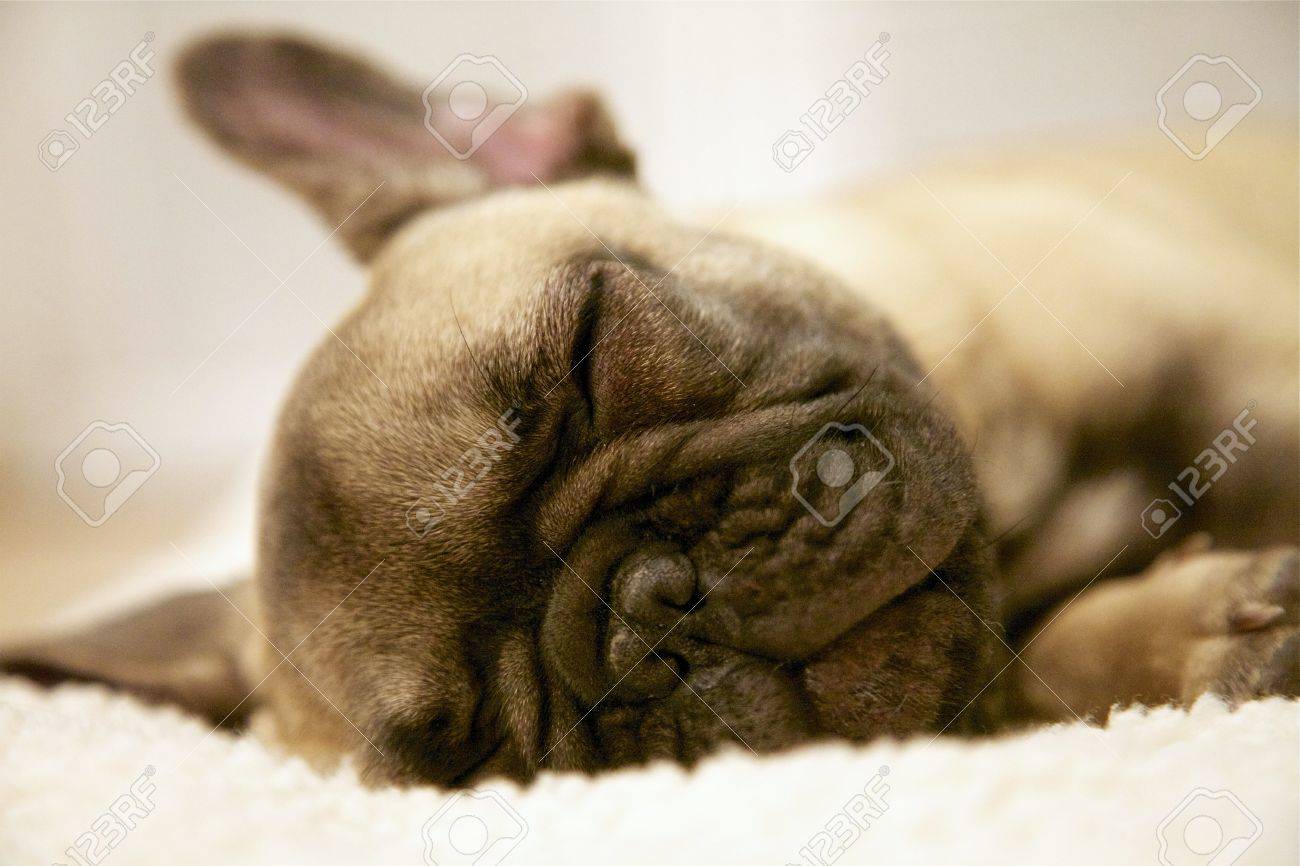 sleeping french bulldog