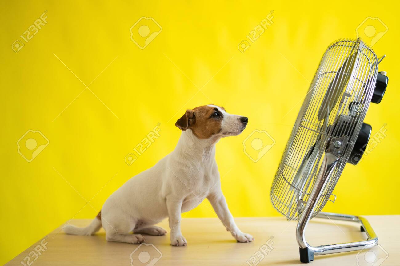 A Small Cute Dog Sits On A Table In Front Of A Large Electric Fan On A Yellow Background Jack Russell Terrier Is Chilling On A Hot Summer Day Cold Breeze Stock