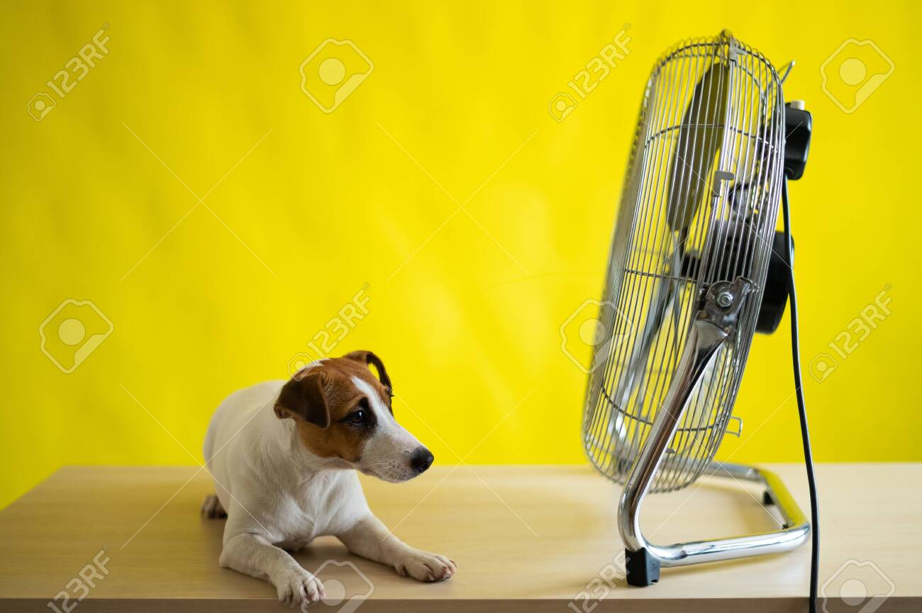 A Small Cute Dog Sits On A Table In Front Of A Large Electric Fan On A Yellow Background Jack Russell Terrier Is Chilling On A Hot Summer Day Cold Breeze Stock