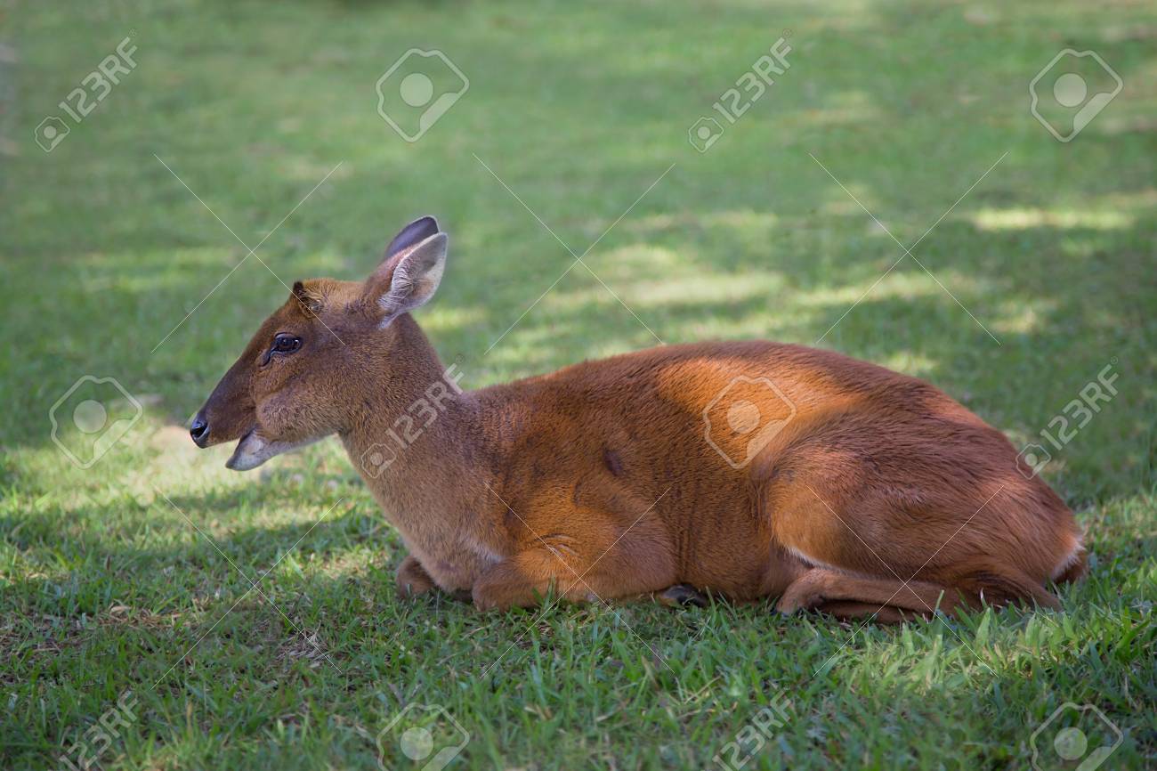 A Barking Deer Champand Relax In The Morning At Khao Yai National Park Land Stock A Barking Deer Champand Relax In The Morning At Khao Yai National Park Land Stock