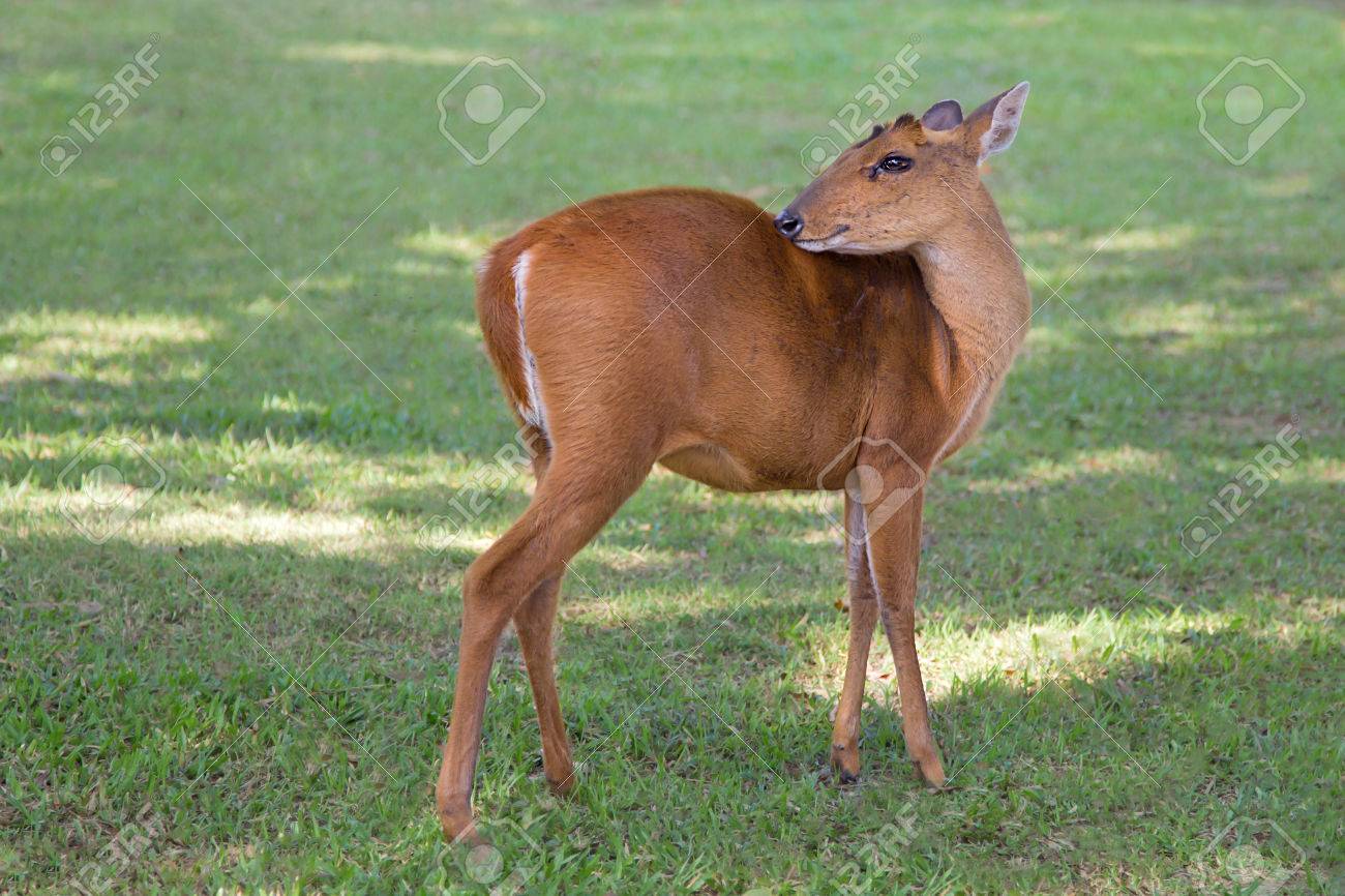 A Barking Deer Relaxing In The Morning At Khao Yai National Parkland Stock P O A Barking Deer Relaxing In The Morning At Khao Yai National Parkland Stock P O