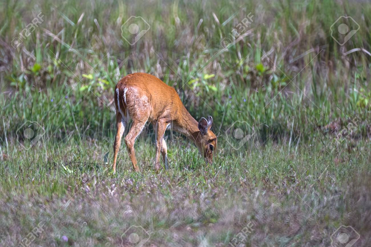 A Baby Barking Deer Grazeing In The Morning At Khao Yai National Park Land Stock A Baby Barking Deer Grazeing In The Morning At Khao Yai National Park Land Stock