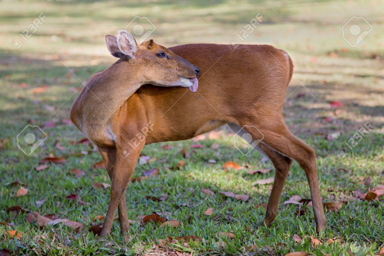 A Barking Deer Lick Its Body To Clean Itselfand Relaxing In The Morning At Khao Yai A Barking Deer Lick Its Body To Clean Itselfand Relaxing In The Morning At Khao Yai