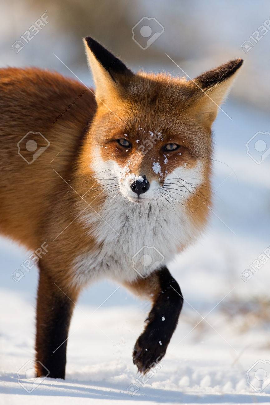 冬の赤狐の肖像画 の写真素材 画像素材 Image