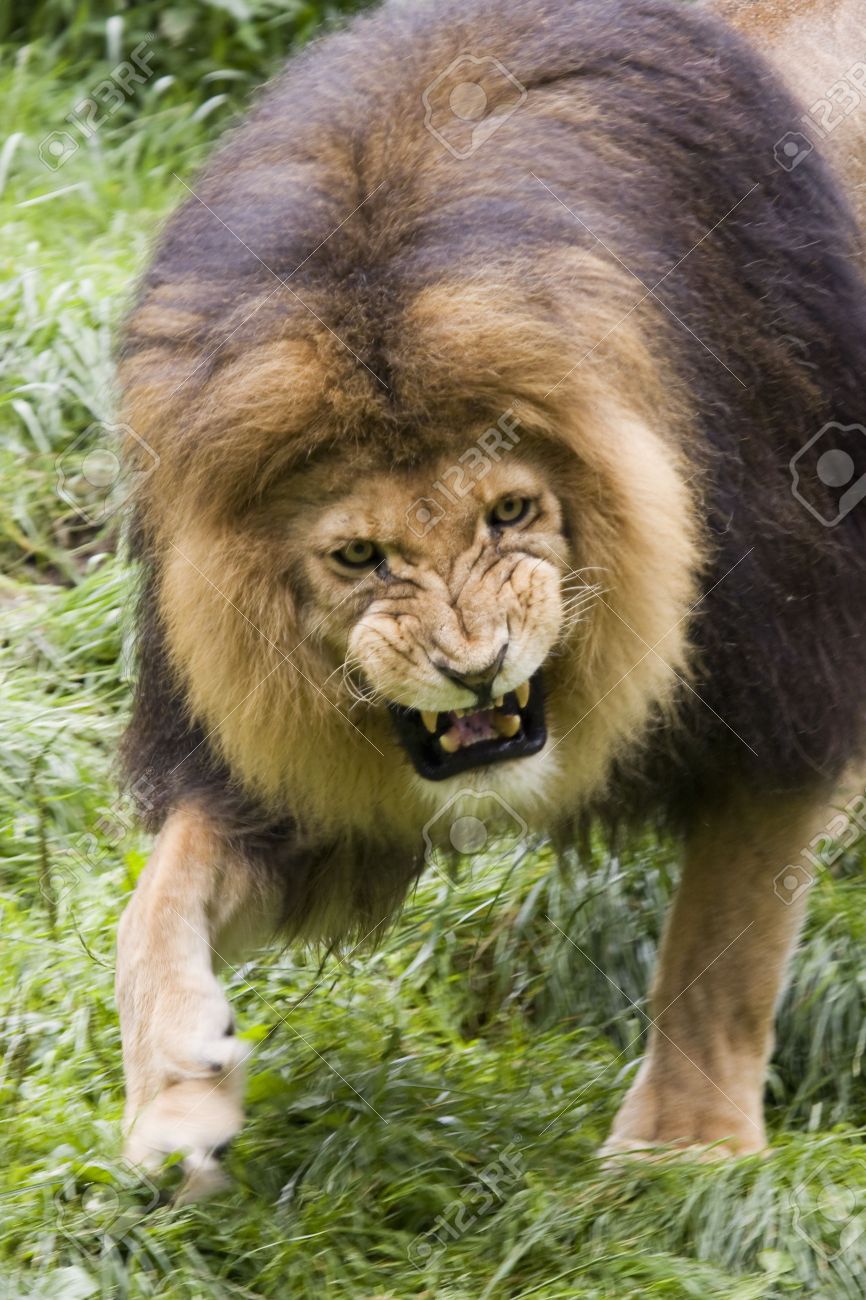 Immagini Stock Portret Di Un Leone Arrabbiato Maschio Si Avvicina A Bush Africano Image 3914600