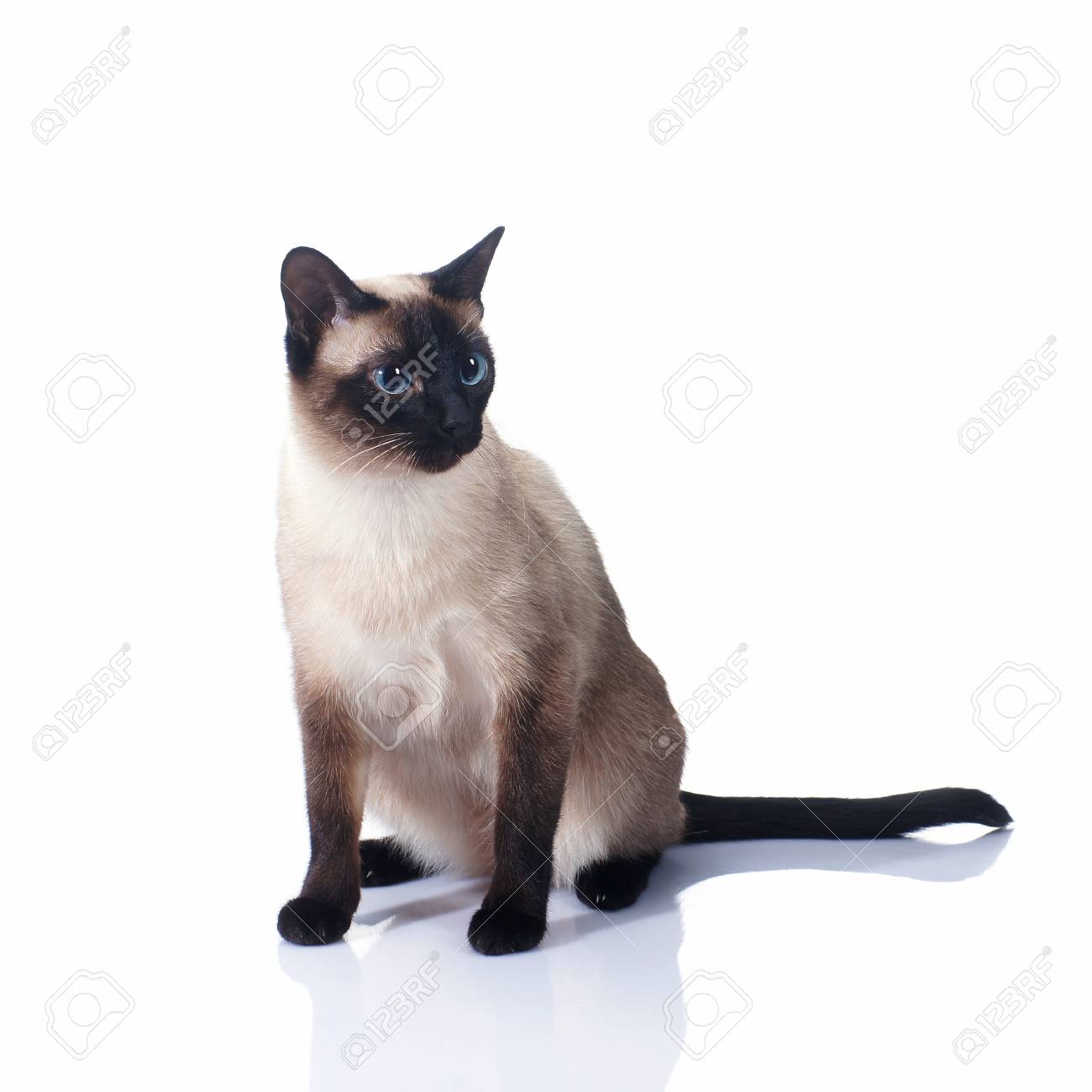 白い背景で隔離のシャム猫 の写真素材 画像素材 Image 白い背景で隔離のシャム猫 の写真素材 画像素材 Image