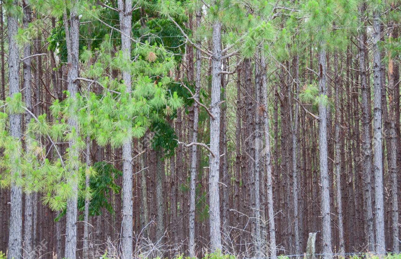 A Photo Of A Stand Of Pulpwood Pine Trees Found In Southern Georgia Stock Photo Picture And Royalty Free Image Image 103739524