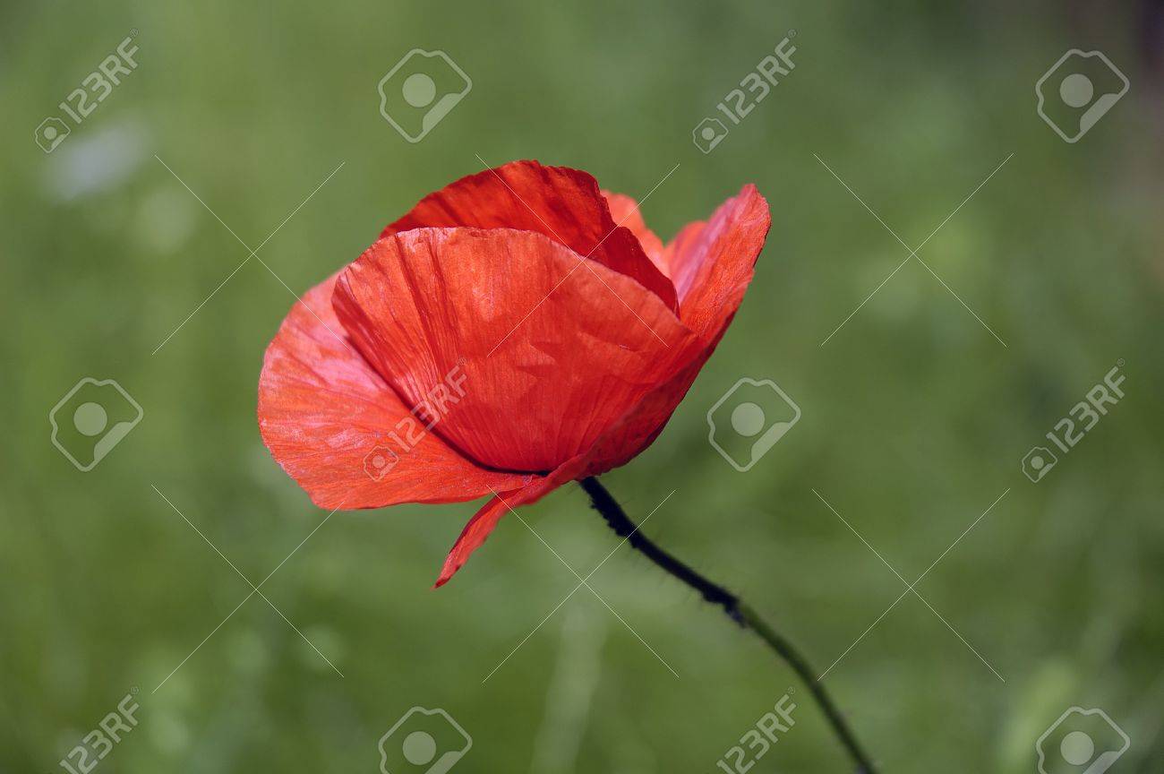 red weed flower with blurry green background stock photo picture