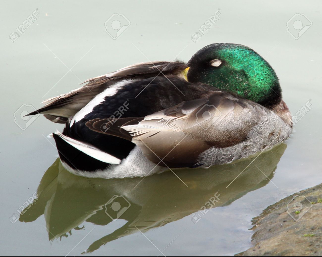 Sleeping Mallard Duck Stock Photo Picture And Royalty Free Image Image 4815270