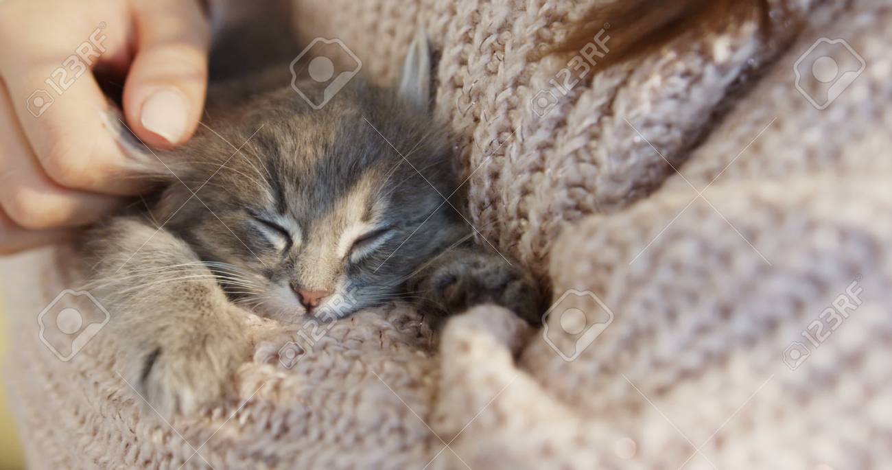 Gros Plan D Un Mignon Petit Chat Qui Dort Et Se Reveille Dans Les Mains De La Femme Dans Le Chandail Rose Chaud Qui Le Caresse A L Interieur Banque D Images Et Photos Libres
