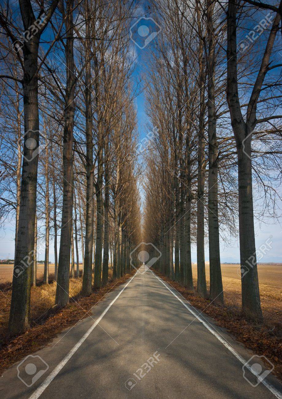 Long Straight Road Lined By High Trees In Winter Near Torviscosa ... for Straight Road With Trees
51ane Long Straight Road Lined By High Trees In Winter Near Torviscosa ... for Straight Road With Trees
51ane
